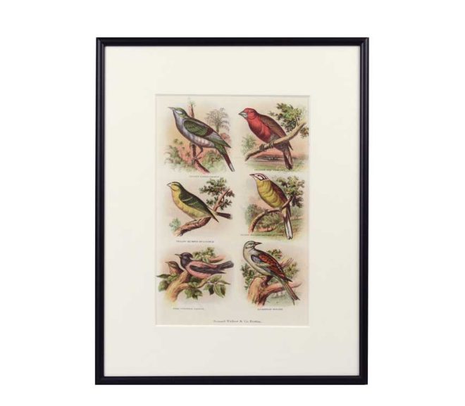 Framed lithograph of six birds
