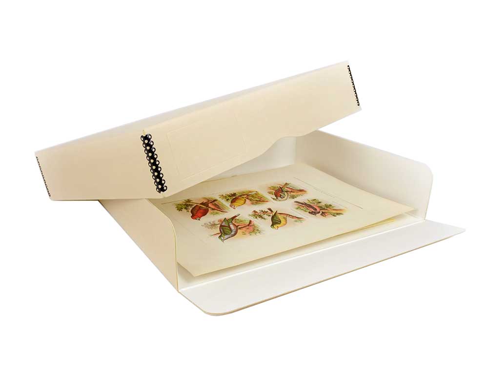 Vintage matted bird lithograph inside a tan acid-free archival storage box featuring a drop front for easy access.